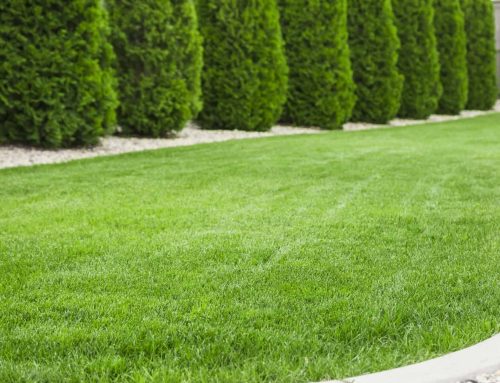 Common French Drain Mistakes Homeowners Should Avoid
