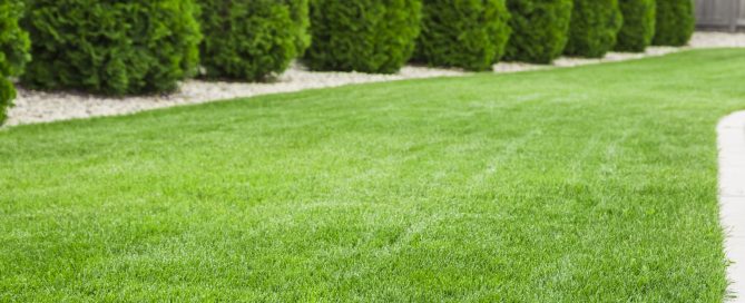 fresh green toronto lawn with franch drain system installed